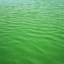 Blue Algae In Dian Lake 06